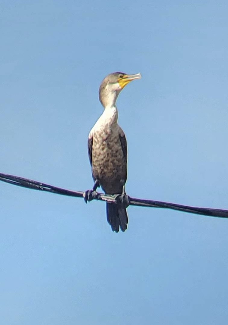 Double-crested Cormorant - ML624690270