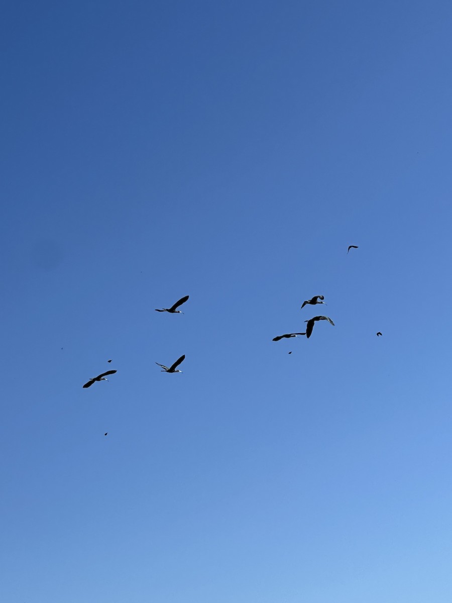 White-faced Ibis - ML624690272