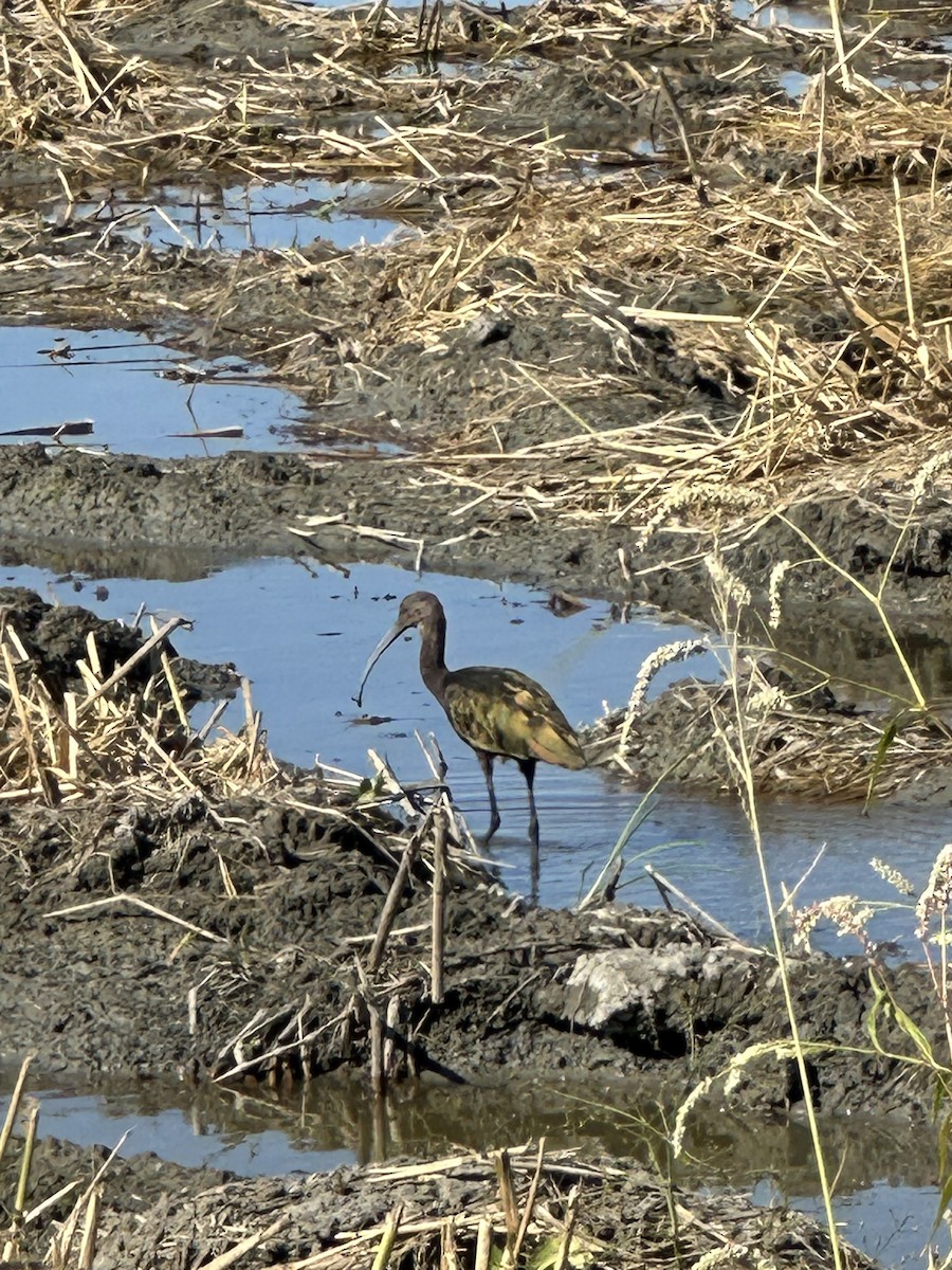 White-faced Ibis - ML624690273