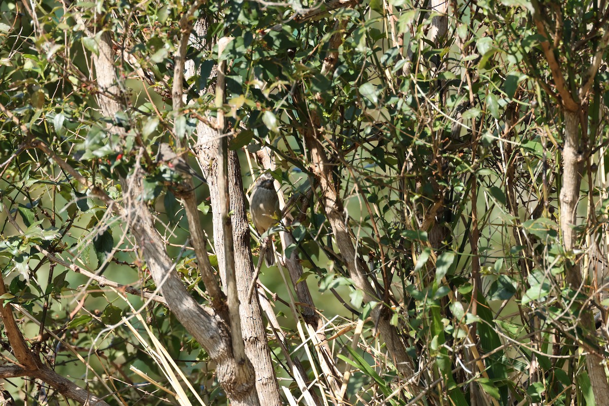 Streaky-headed Seedeater - ML624690465