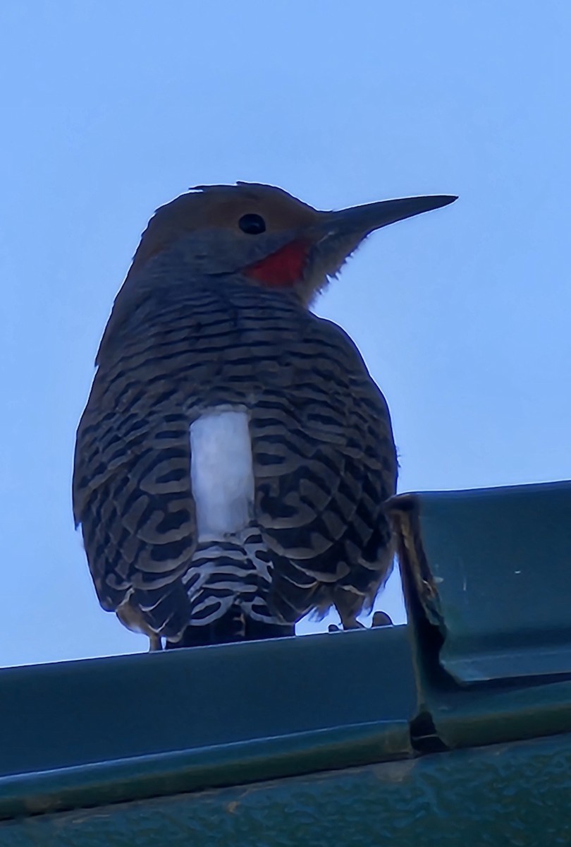 Northern Flicker - ML624690468