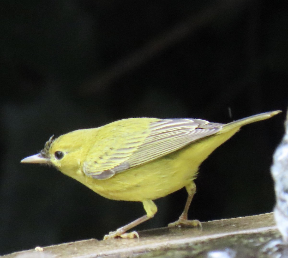 Yellow Warbler - ML624690479