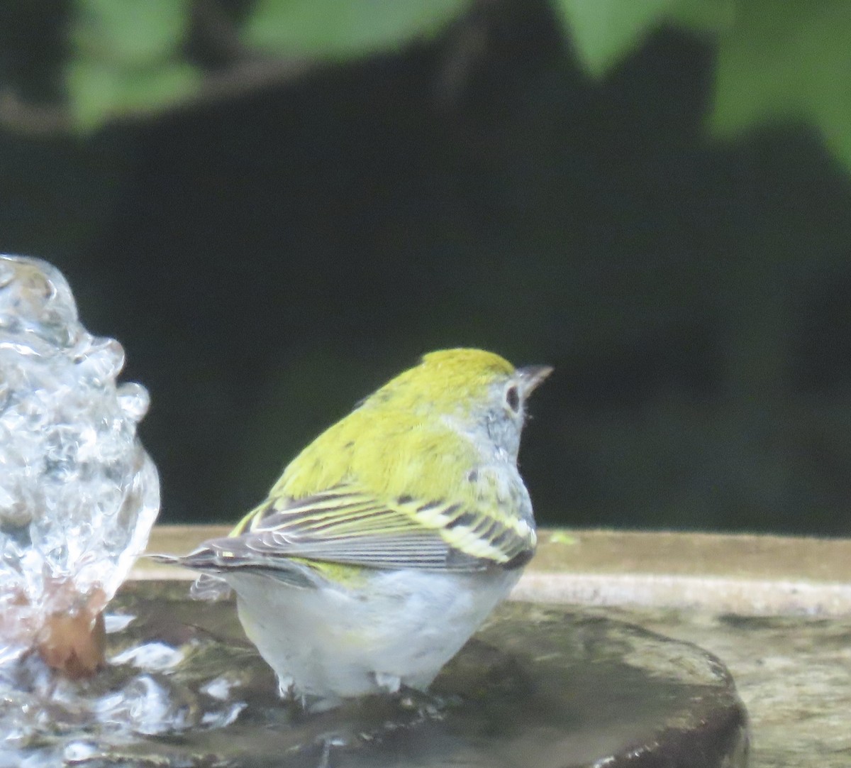 Chestnut-sided Warbler - ML624690505