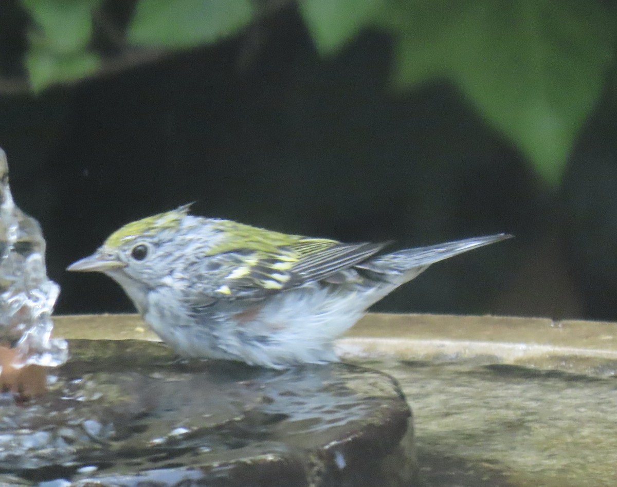 Chestnut-sided Warbler - ML624690506