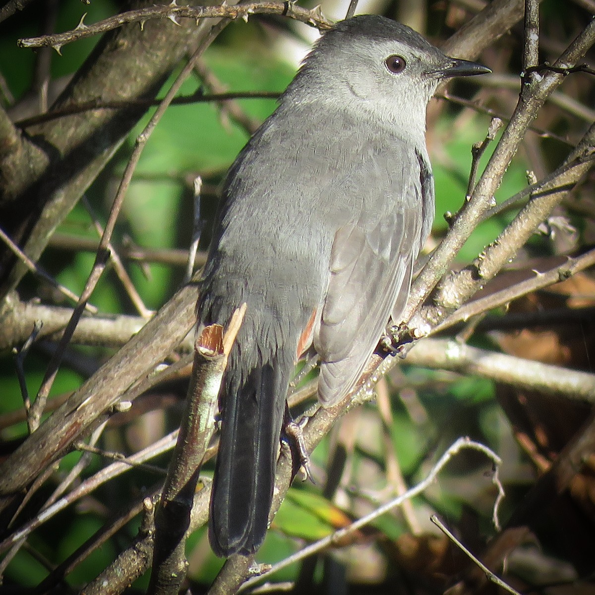 Pájaro Gato Gris - ML624690569