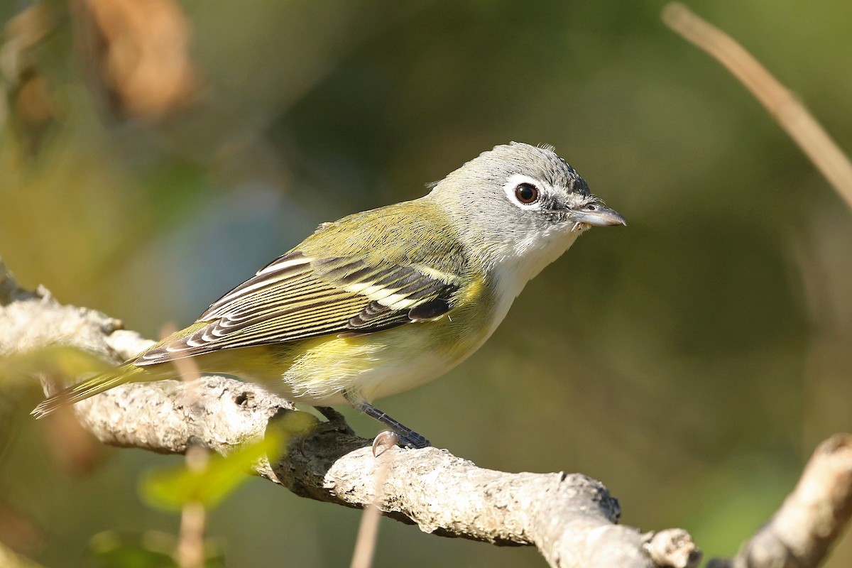 Blue-headed Vireo - ML624690791