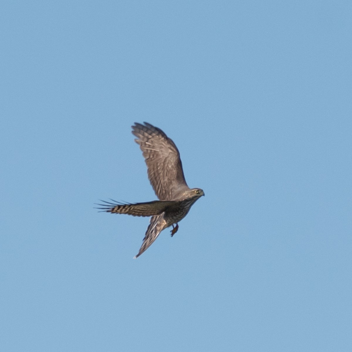 Cooper's Hawk - ML624691058