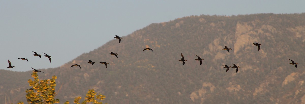 Green-winged Teal - ML624691157