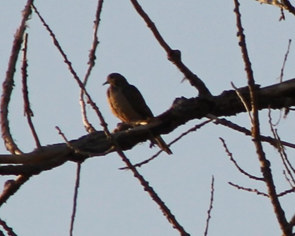 Mourning Dove - ML624691161
