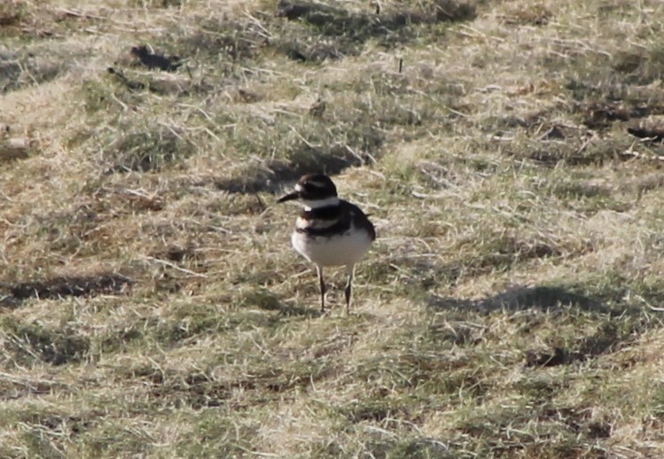 Killdeer - ML624691168