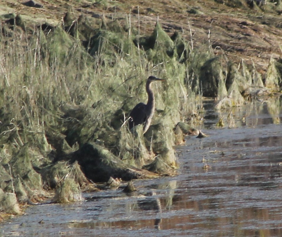 Great Blue Heron - ML624691174