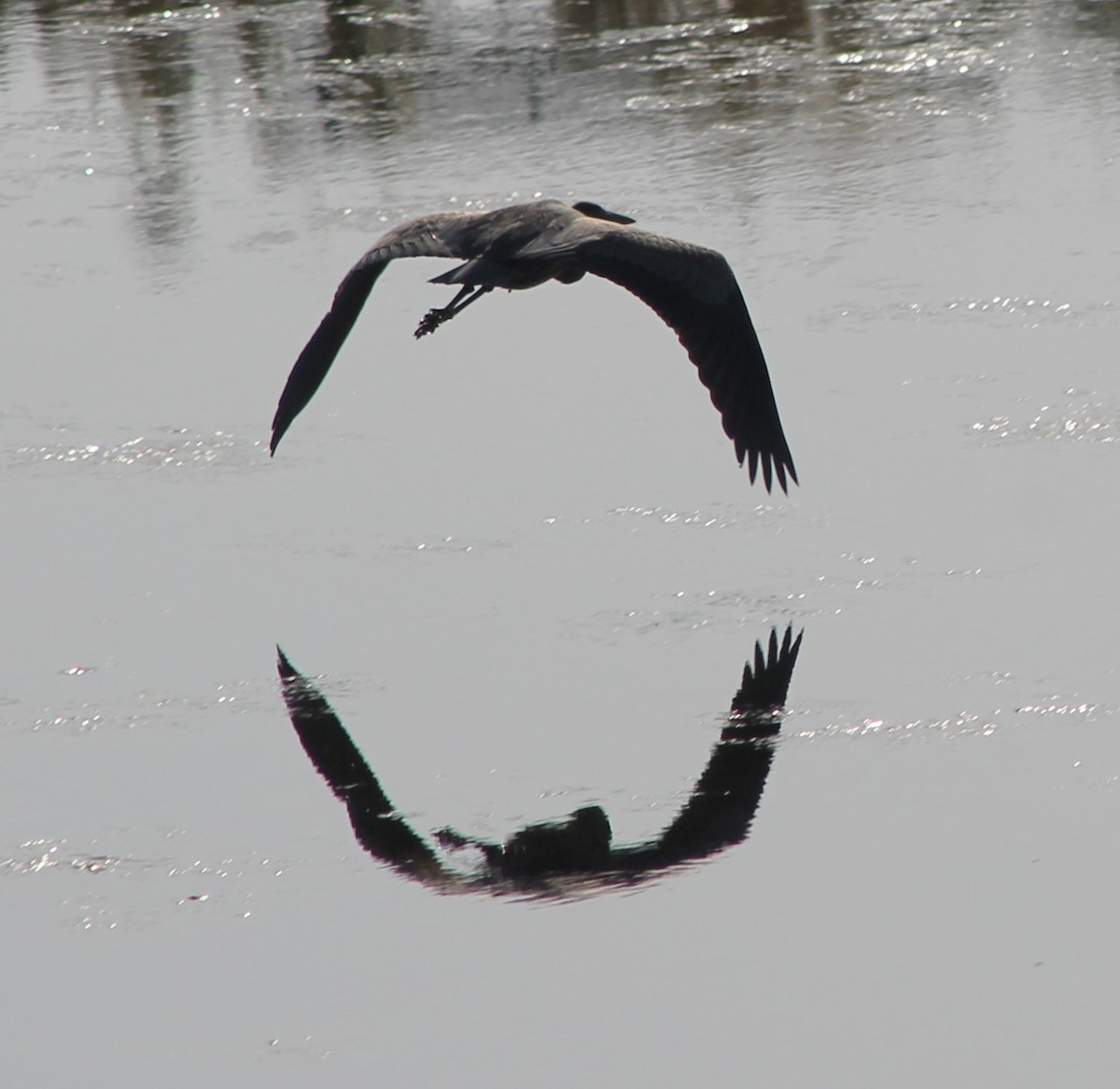 Great Blue Heron - ML624691175