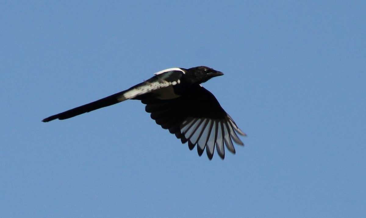 Black-billed Magpie - ML624691187