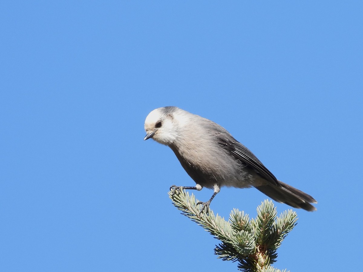 Canada Jay - ML624691190