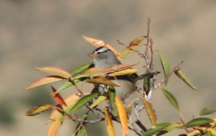White-crowned Sparrow - ML624691201
