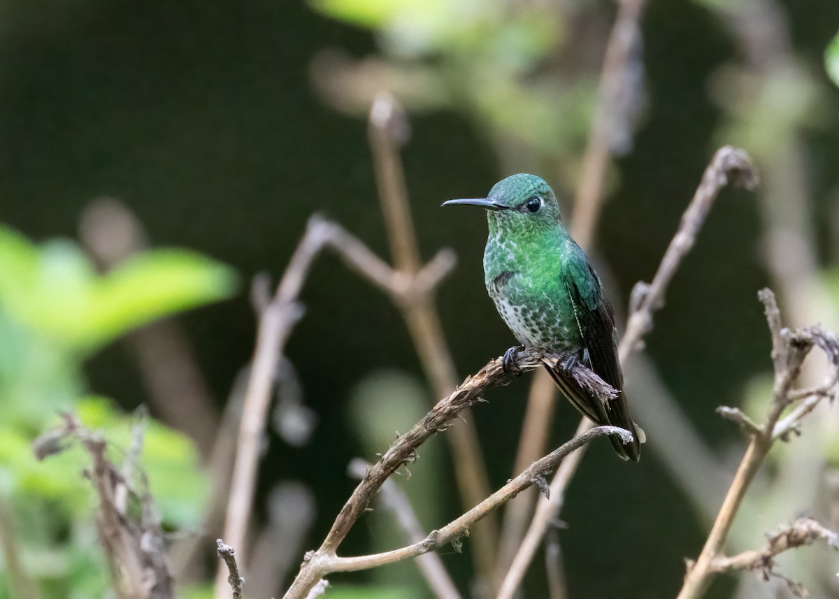 Many-spotted Hummingbird - ML624691257