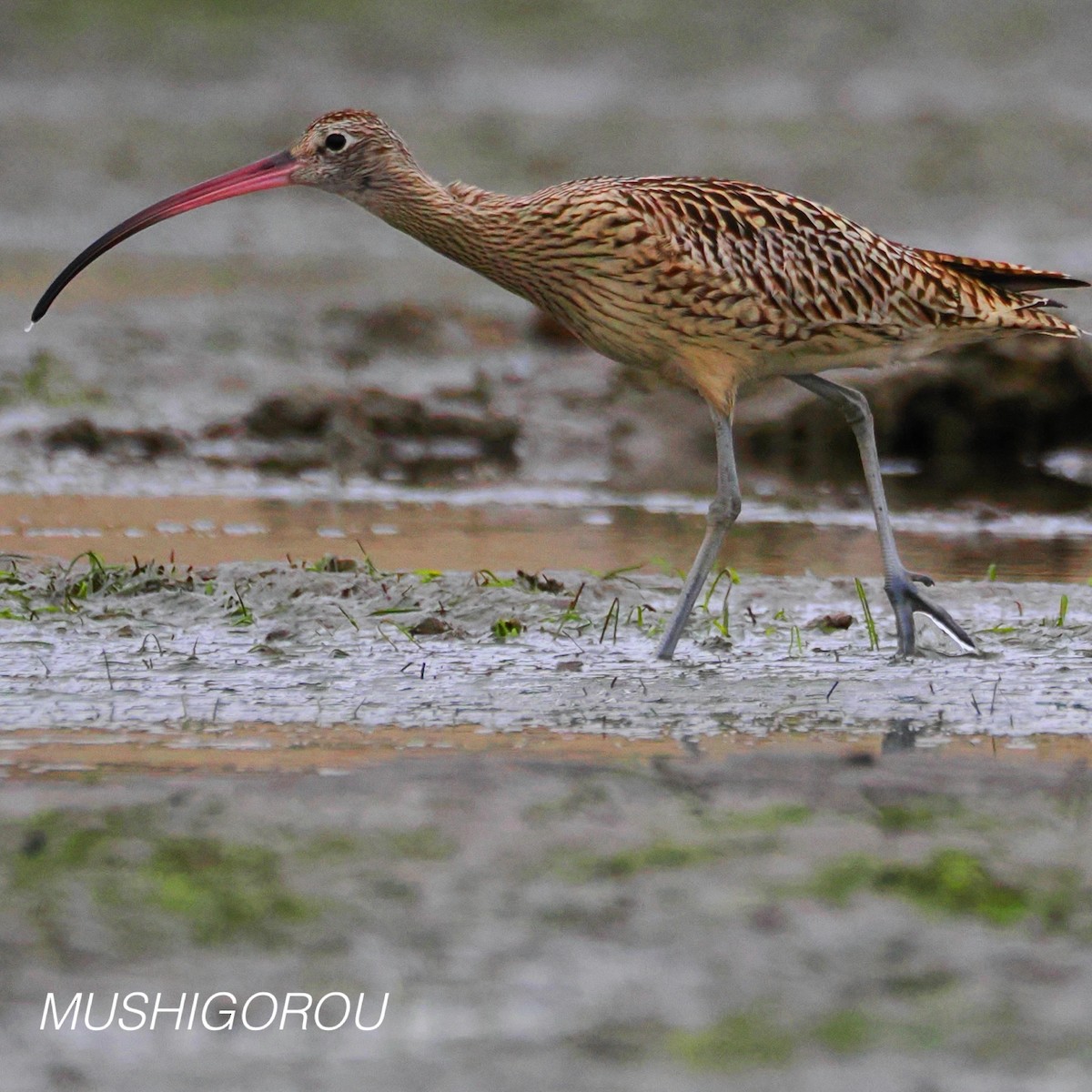 Far Eastern Curlew - ML624691303