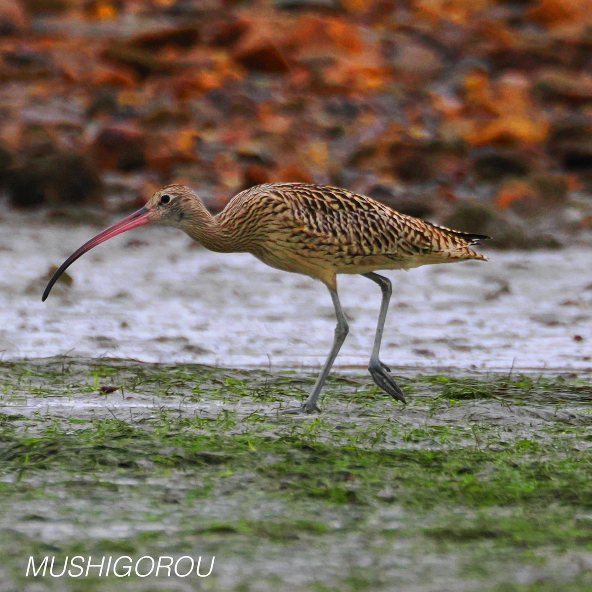 Far Eastern Curlew - ML624691304