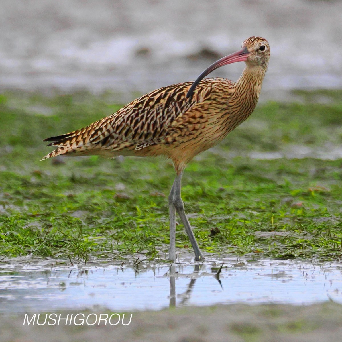 Far Eastern Curlew - ML624691305