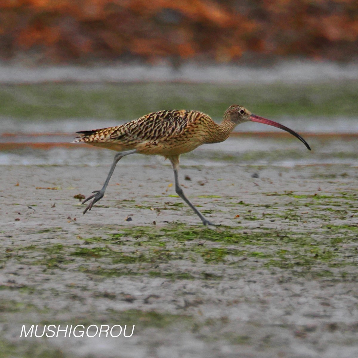 Far Eastern Curlew - ML624691306