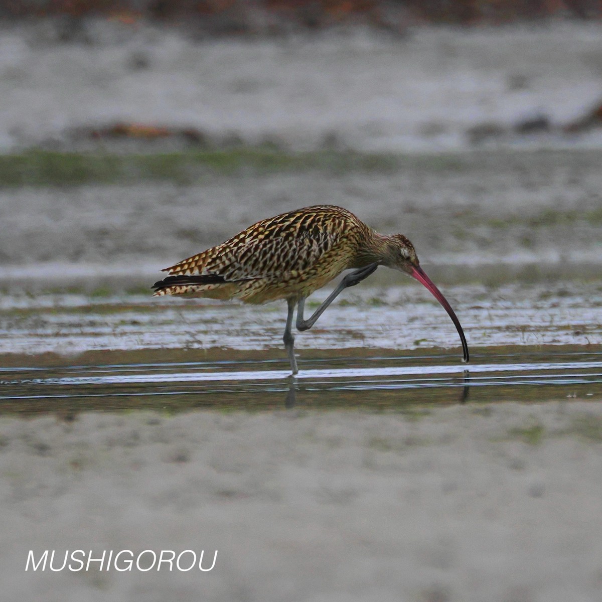 Far Eastern Curlew - ML624691307