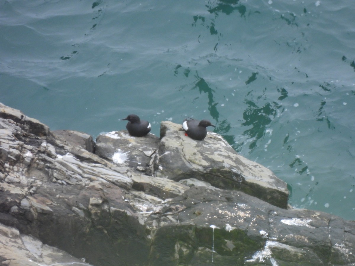 Pigeon Guillemot (columba Group) - ML624691467