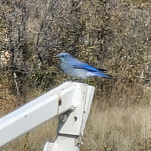 Mountain Bluebird - ML624691639