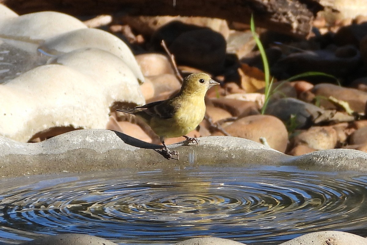 Lesser Goldfinch - ML624691648