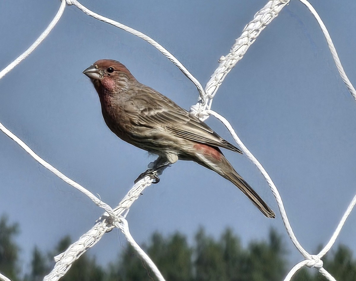 House Finch - ML624691652