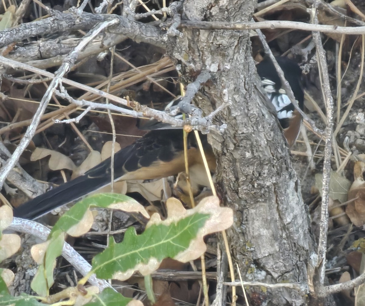 Spotted Towhee - ML624691658