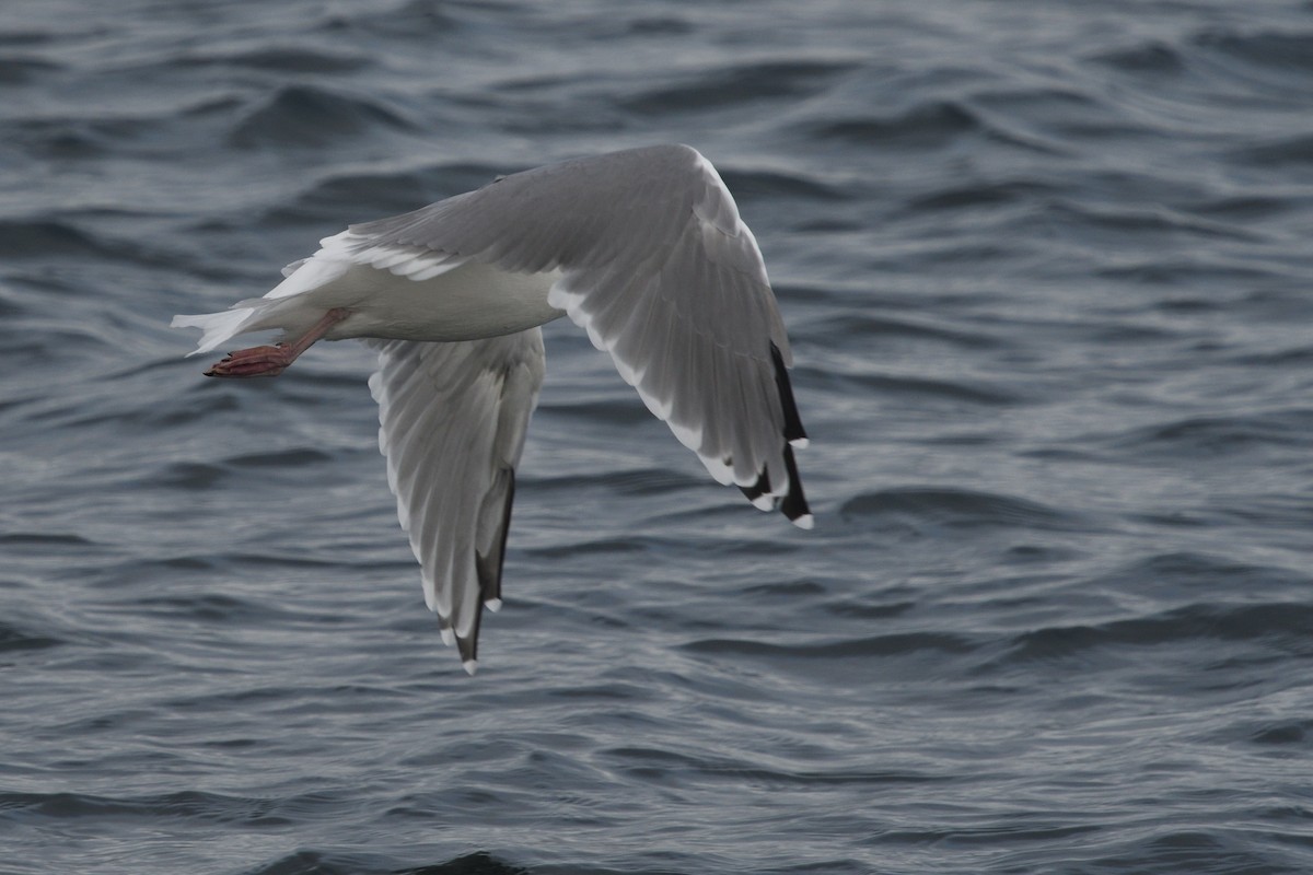 European Herring Gull - ML624691807