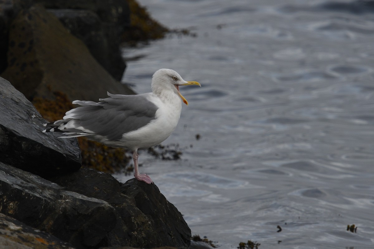 European Herring Gull - ML624691808