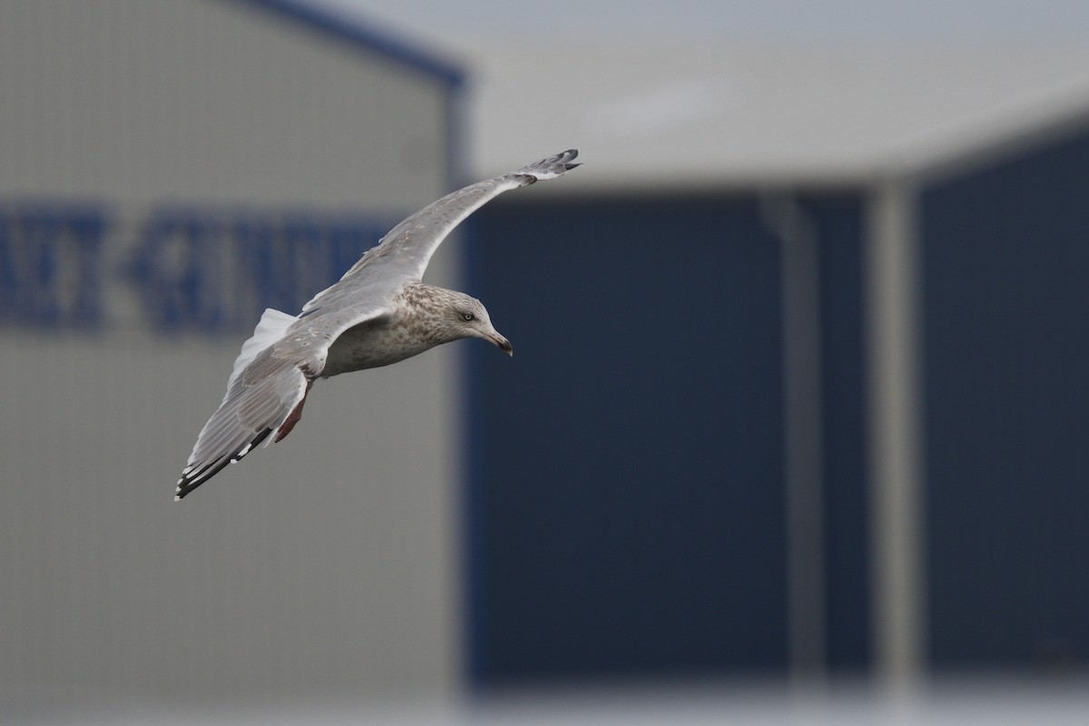 European Herring Gull - ML624691809