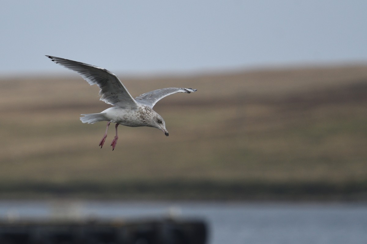 European Herring Gull - ML624691811