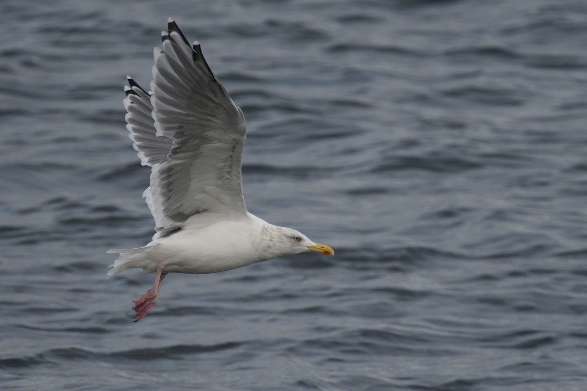 European Herring Gull - ML624691813
