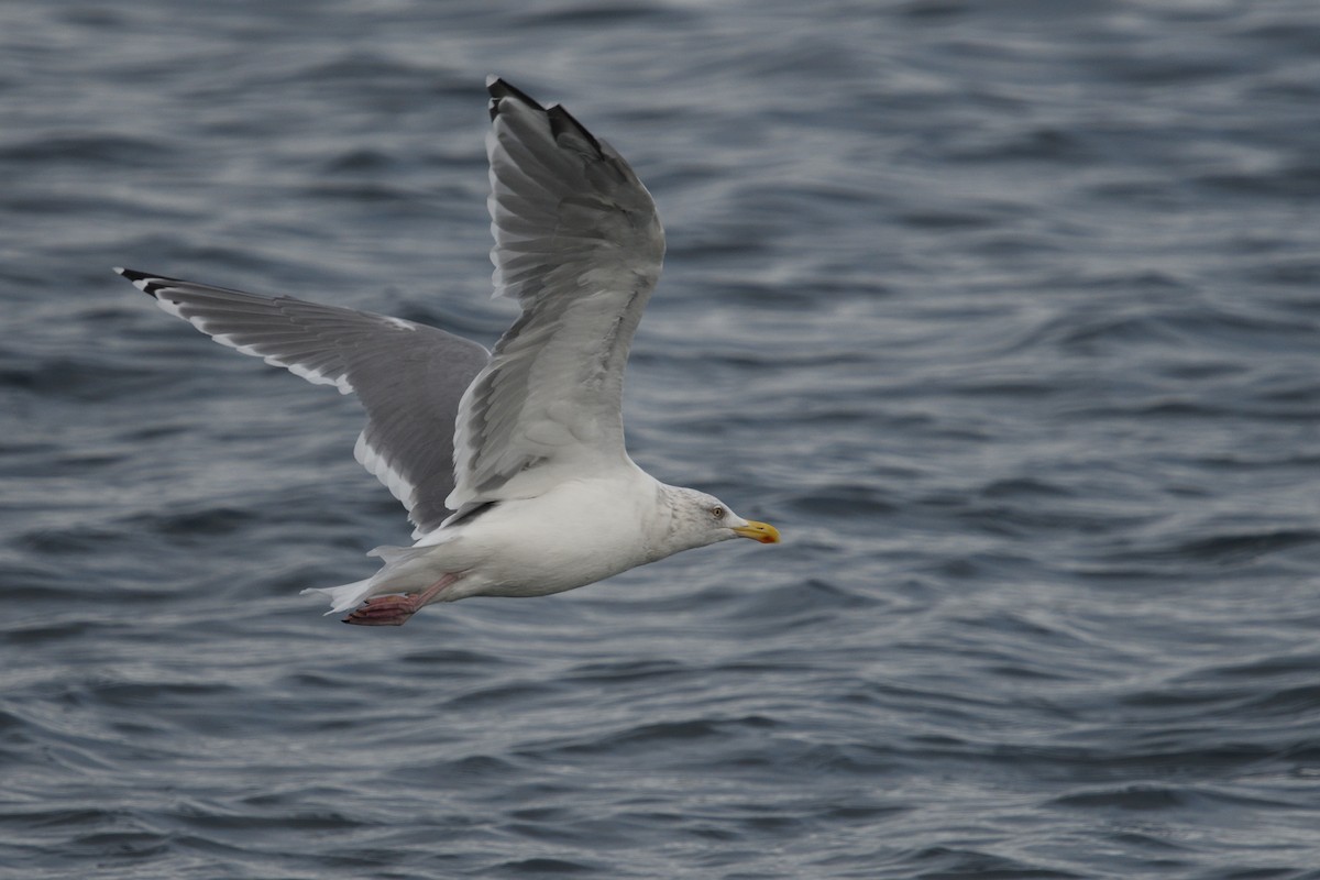 European Herring Gull - ML624691814