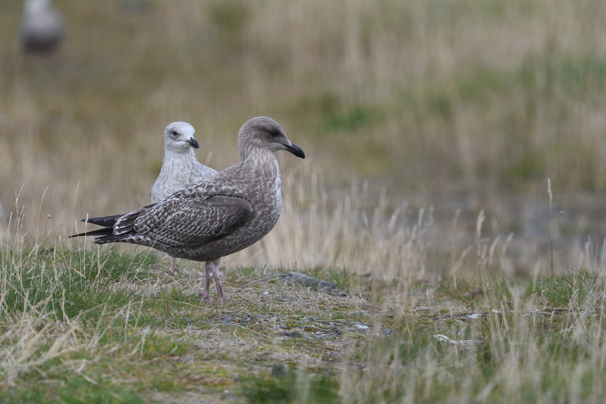 European Herring Gull - ML624691815