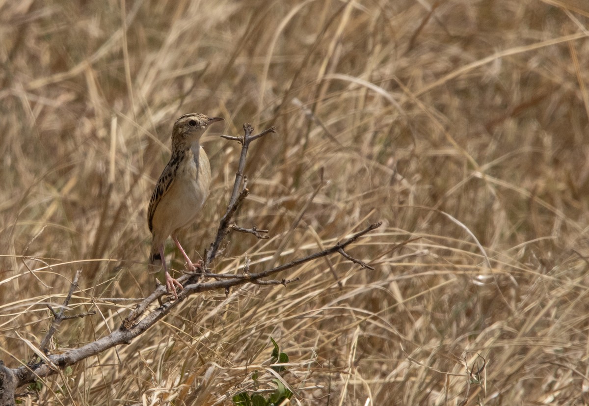 Pectoral-patch Cisticola - ML624691905