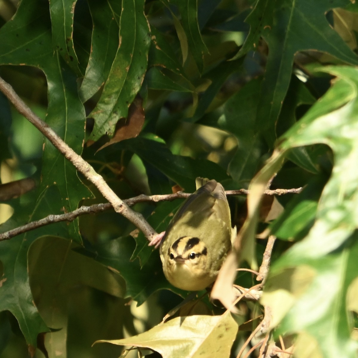 Worm-eating Warbler - ML624692072