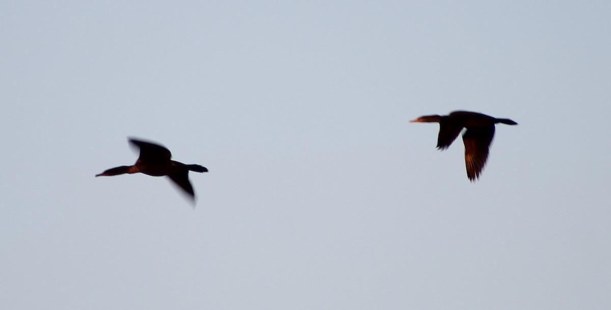 Double-crested Cormorant - ML624692168