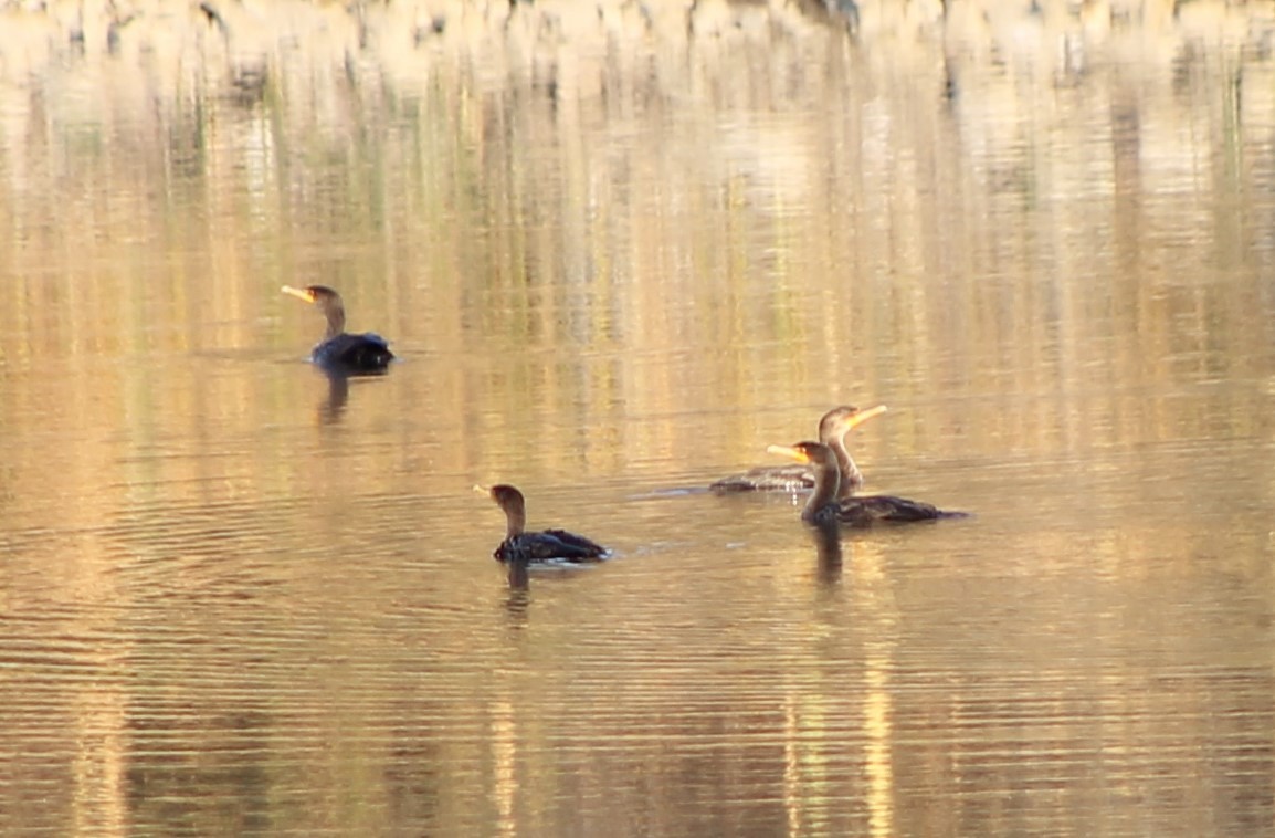 Double-crested Cormorant - ML624692169