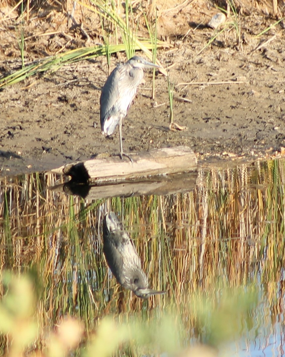 Great Blue Heron - ML624692177