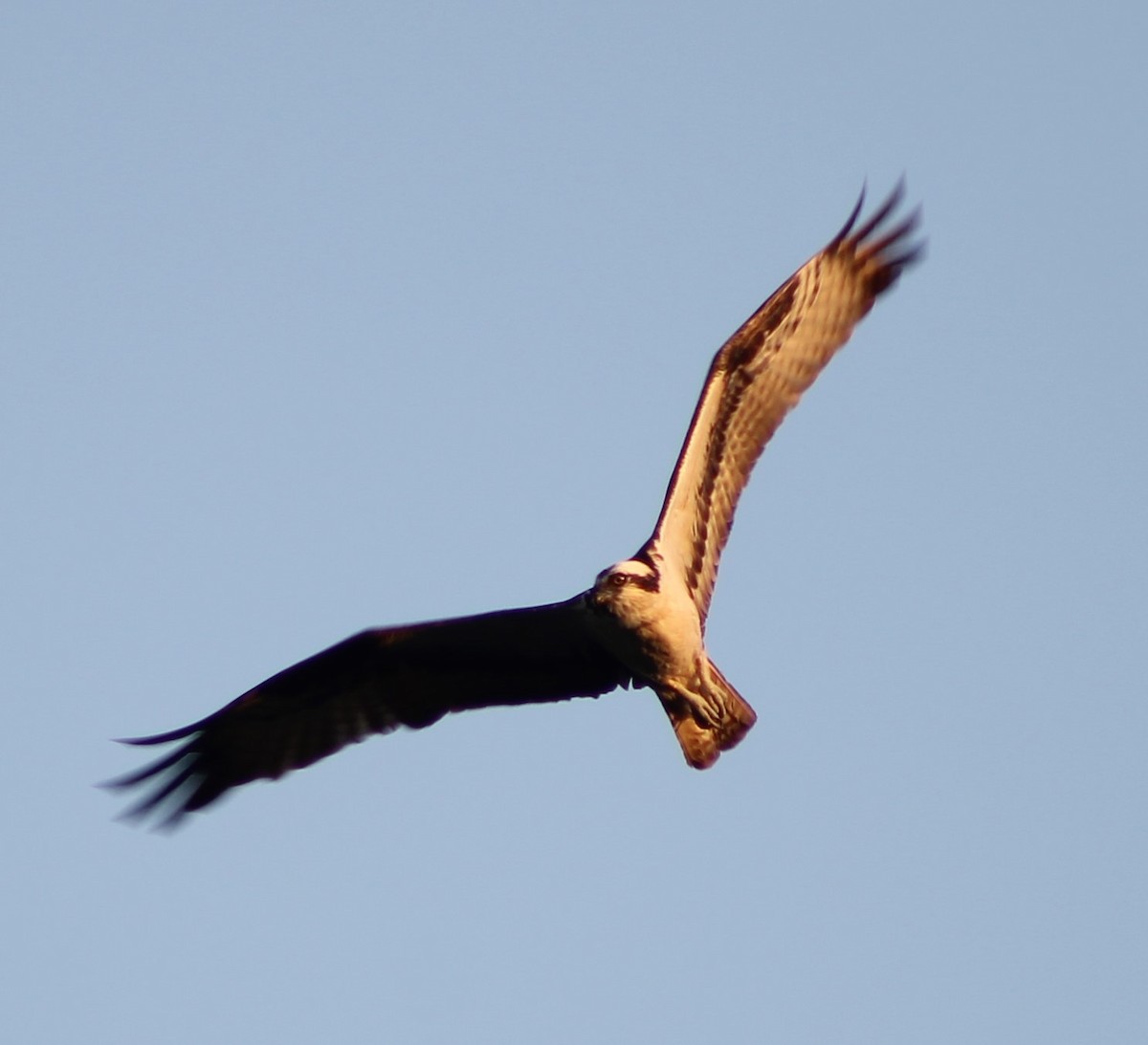 Osprey - ML624692184