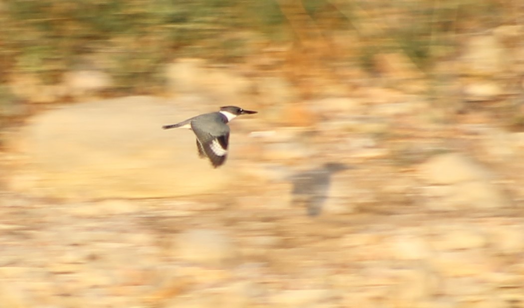 Belted Kingfisher - ML624692190