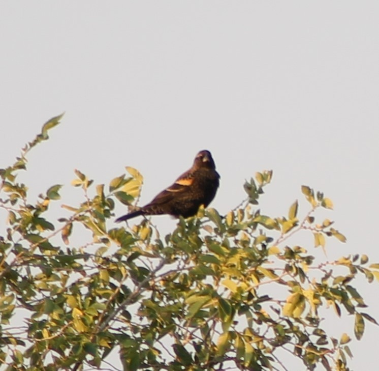Red-winged Blackbird - ML624692203
