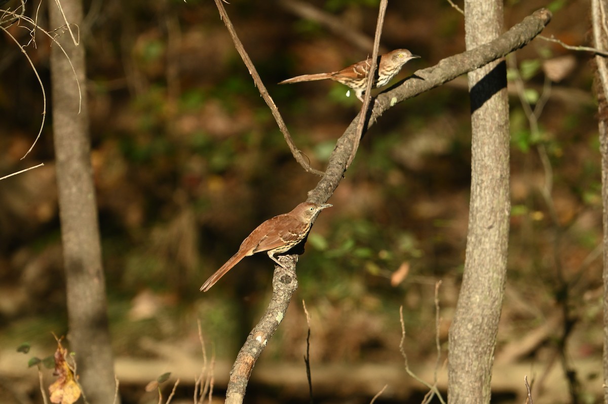 Brown Thrasher - ML624692225