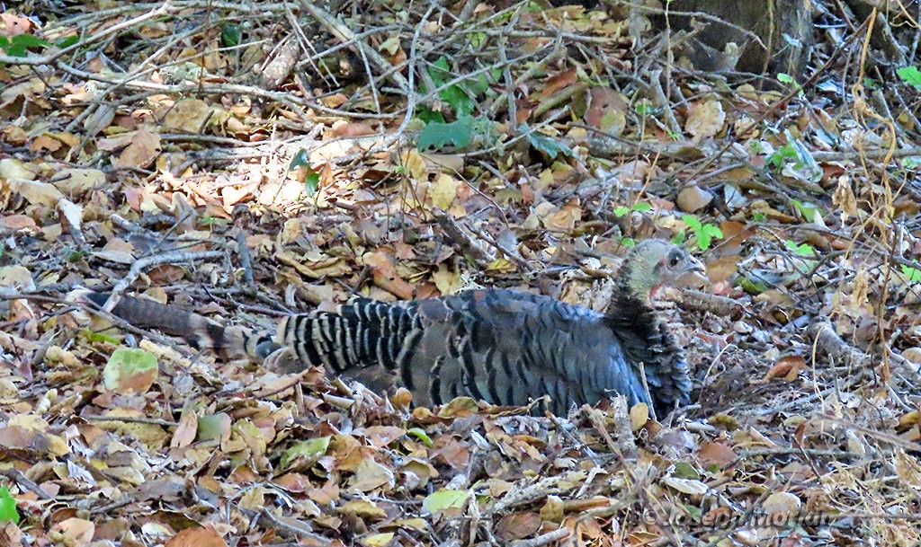 Wild Turkey - ML624692307