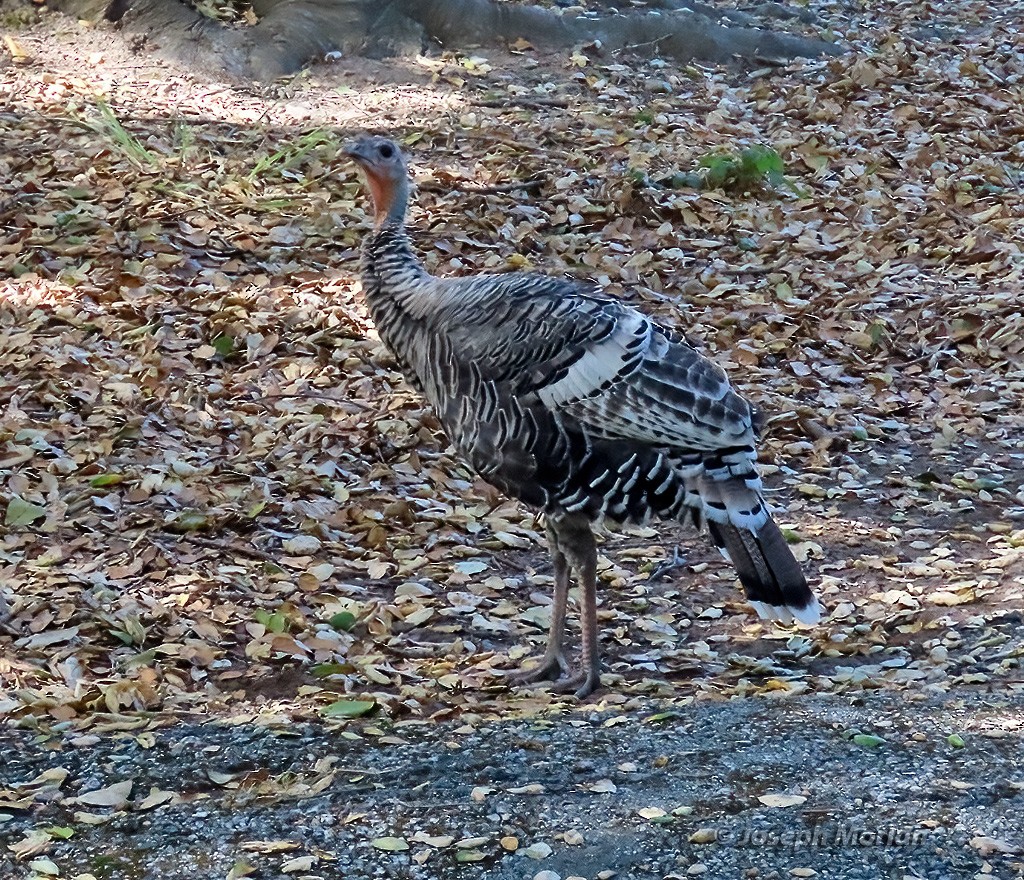 Wild Turkey - ML624692308