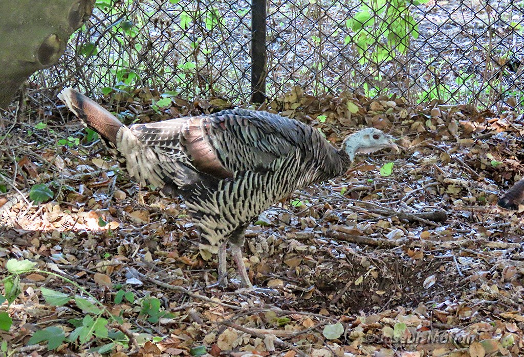 Wild Turkey - ML624692309