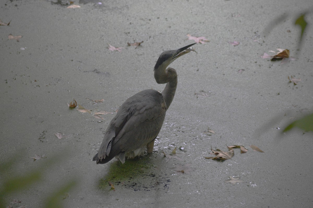 Great Blue Heron - ML624692379